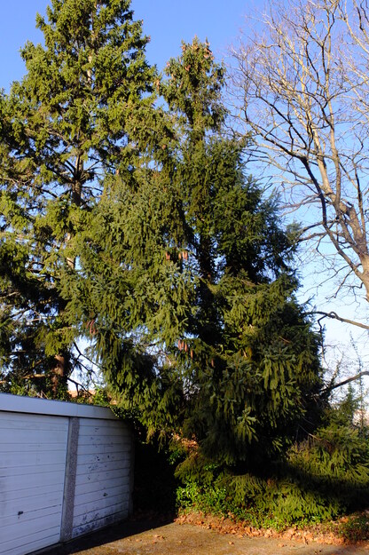 Fountain Street tree photo