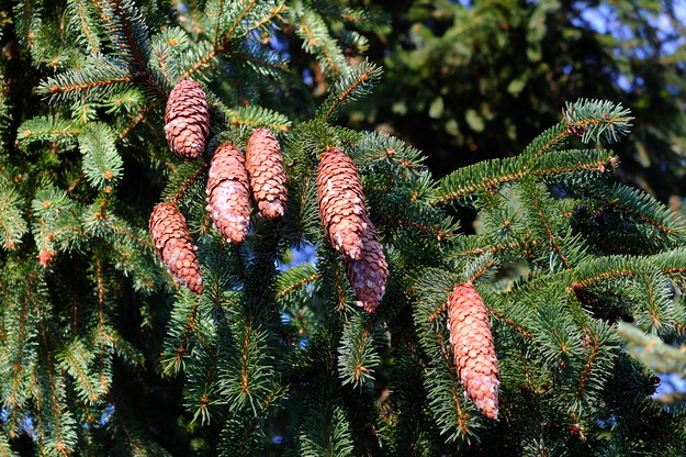 January close-up photo