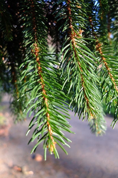 January close-up photo