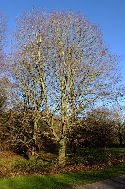 January tree photo