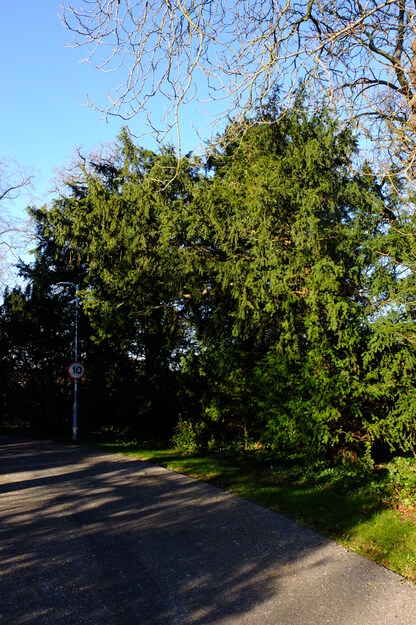 Foxhill tree photo