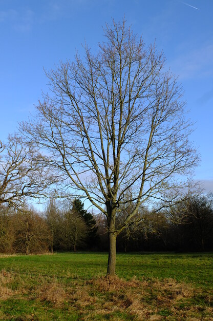 January tree photo