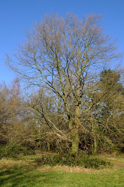January tree photo