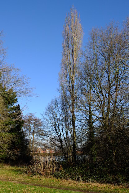 January tree photo