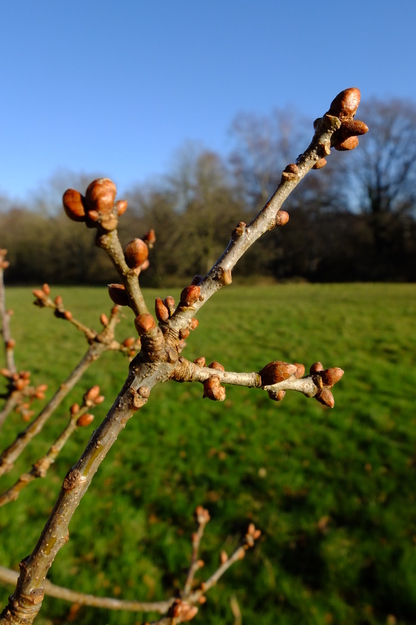 January close-up photo