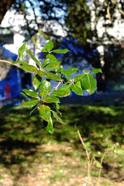 January close-up photo