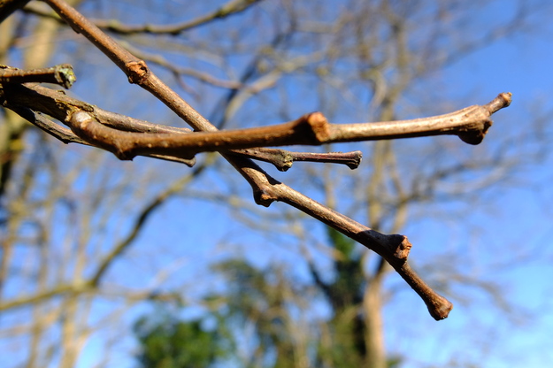 January close-up photo