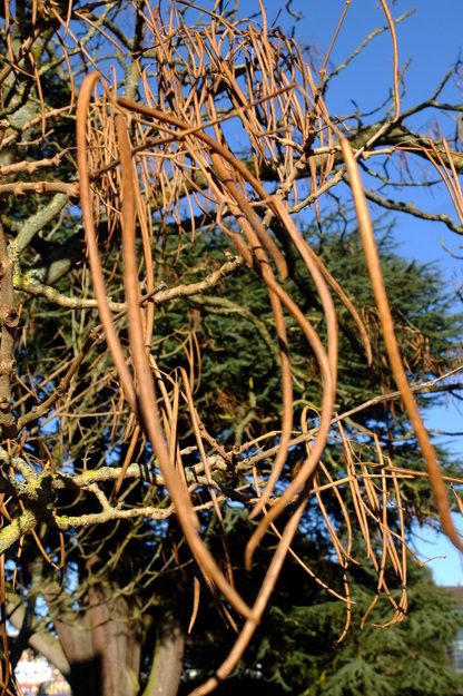 January close-up photo