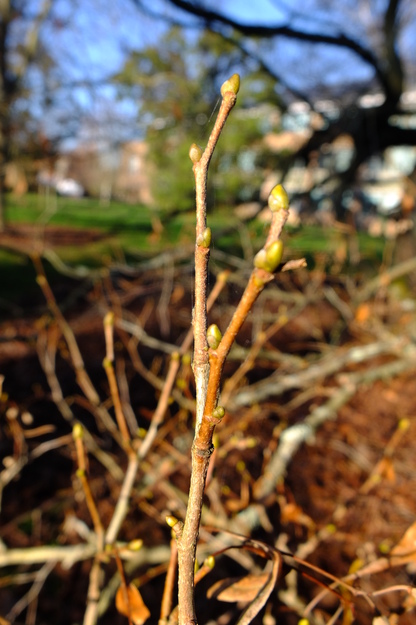 January close-up photo