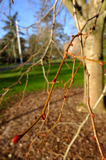 January close-up photo