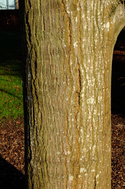 January close-up photo
