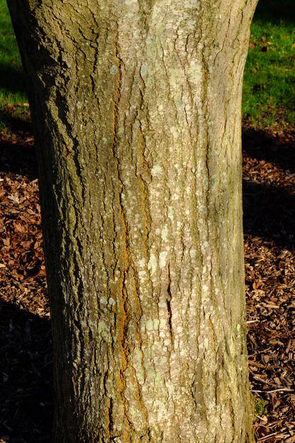 January close-up photo