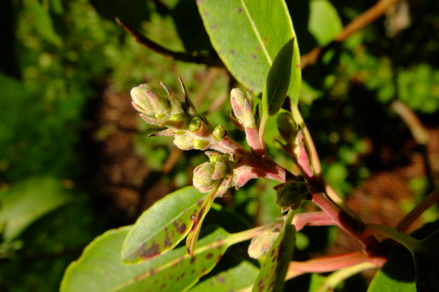 January close-up photo