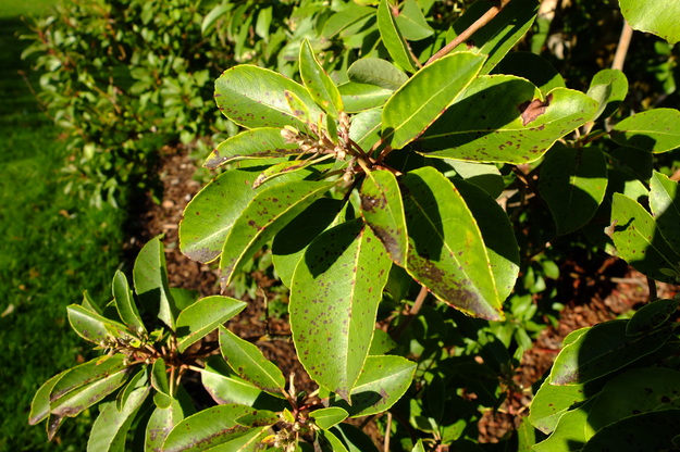 January close-up photo