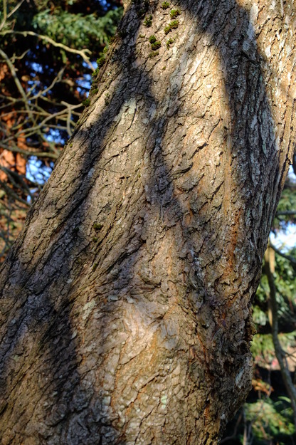 January close-up photo