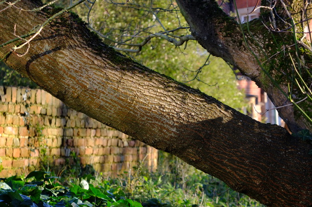 January close-up photo