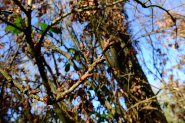 January close-up photo