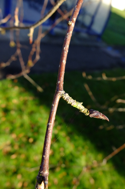January close-up photo