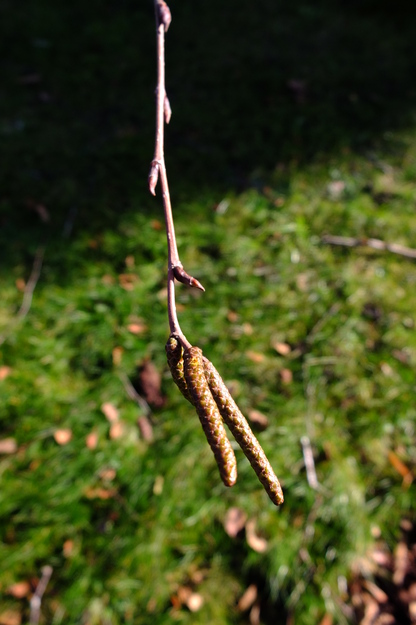 January close-up photo