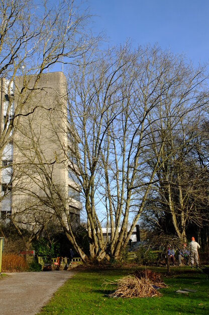 February tree photo