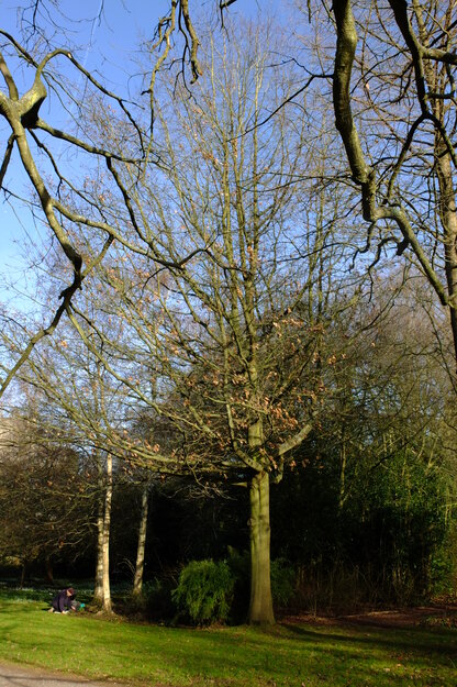 February tree photo