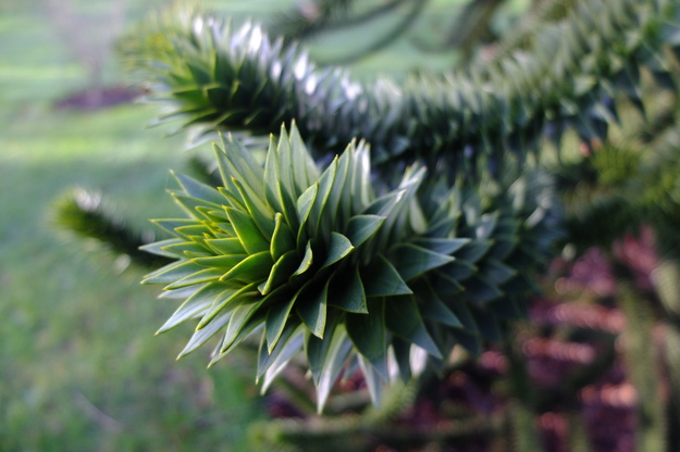 February close-up photo