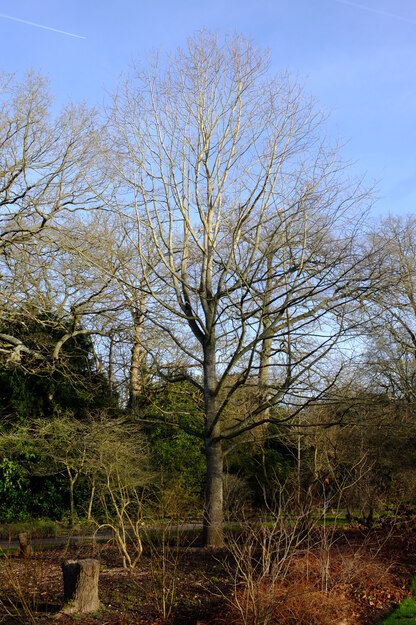 February tree photo