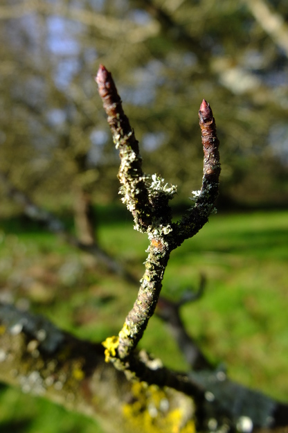 February close-up photo