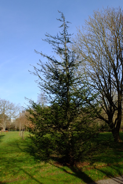 Harris Garden tree photo