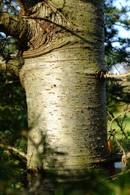 February close-up photo
