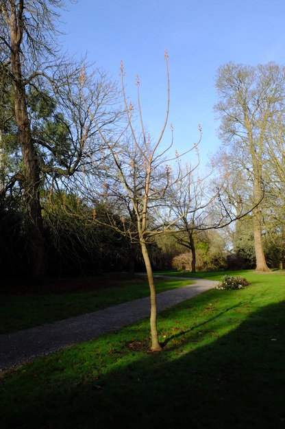 February tree photo