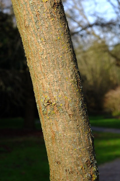 February close-up photo