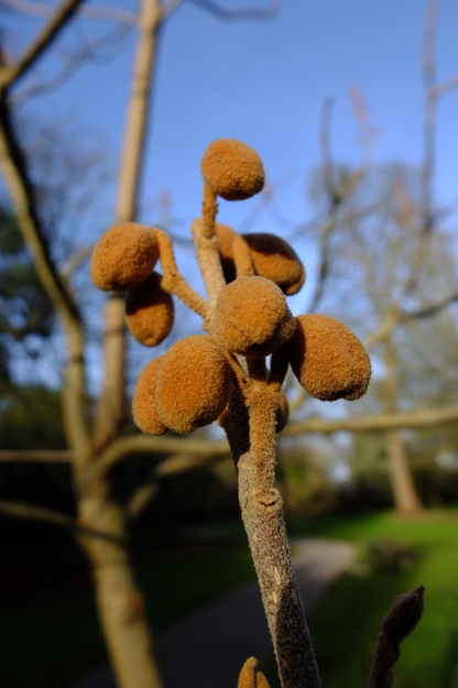 February close-up photo
