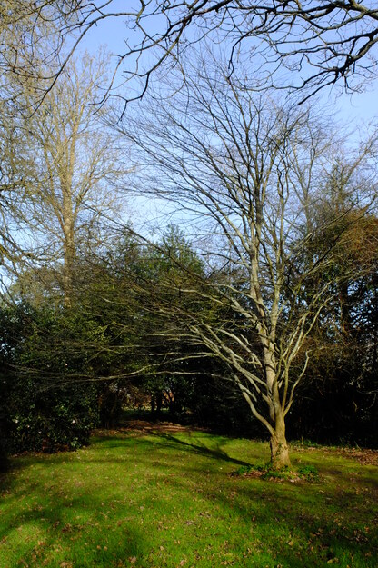 February tree photo