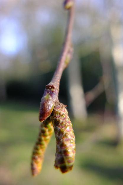 February close-up photo