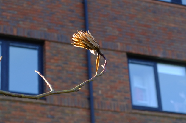 February close-up photo