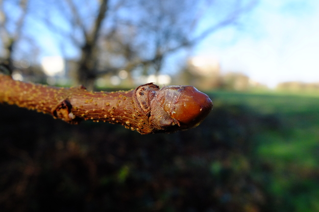 February close-up photo