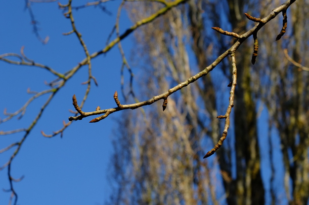 February close-up photo