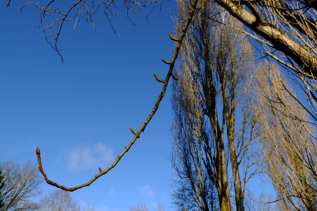 February close-up photo