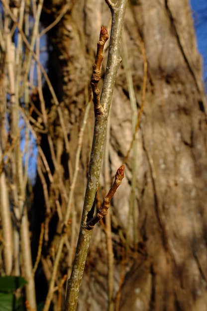 February close-up photo