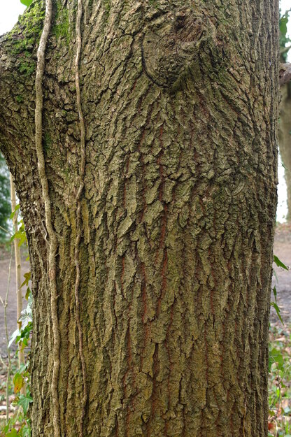 February close-up photo