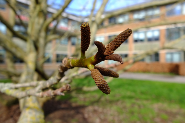 February close-up photo