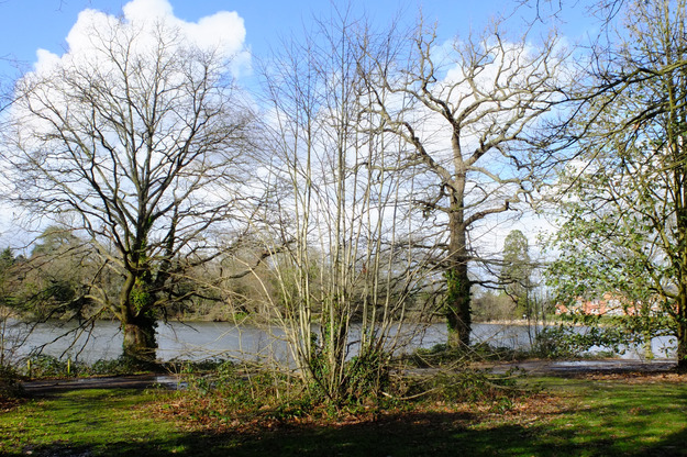 March tree photo