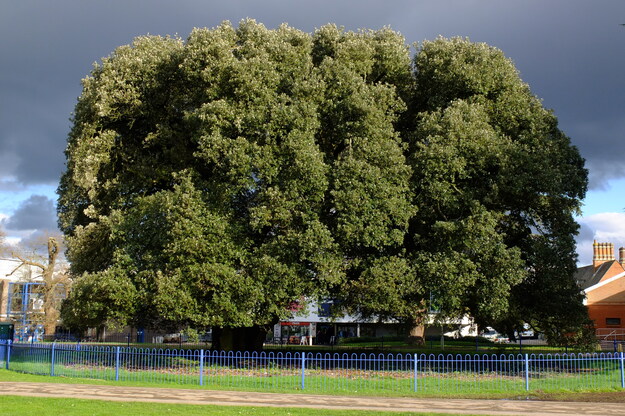 Palmer Quad tree photo