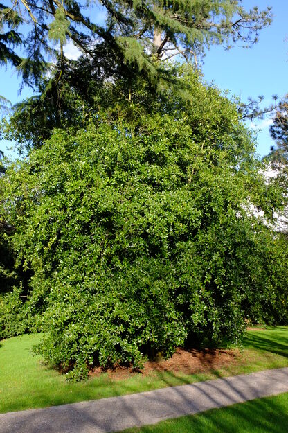 March tree photo