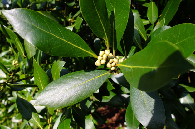 March close-up photo