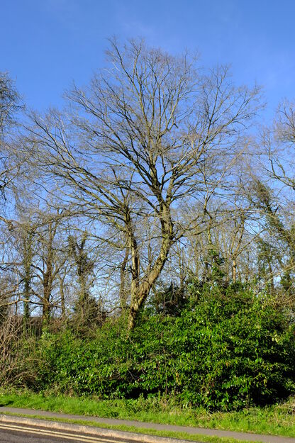 March tree photo