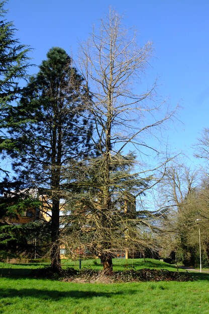 March tree photo