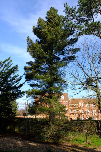 March tree photo