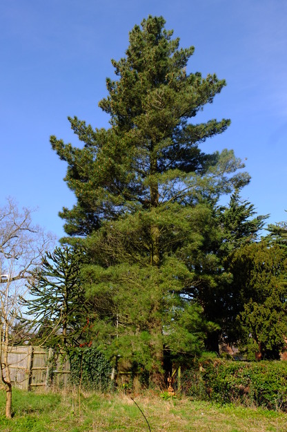 Upper Redlands Road tree photo